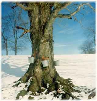 Sweet Beginnings: Maple Sugaring in the North Country